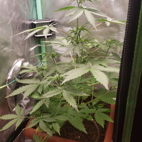 Princesa Hanira  growlog timeline photo