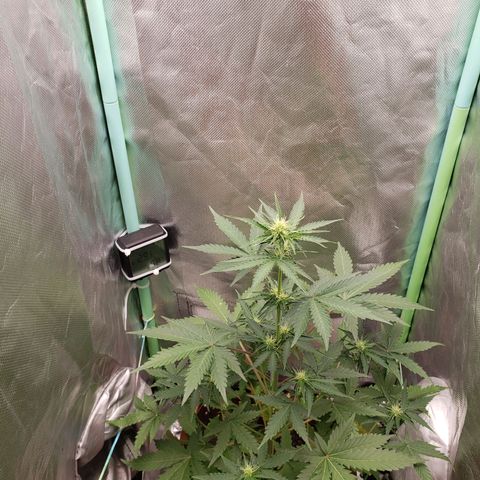 Princesa Hanira  growlog timeline photo