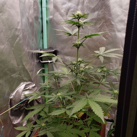 Princesa Hanira  growlog timeline photo