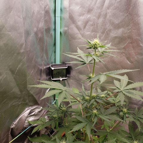 Princesa Hanira  growlog timeline photo