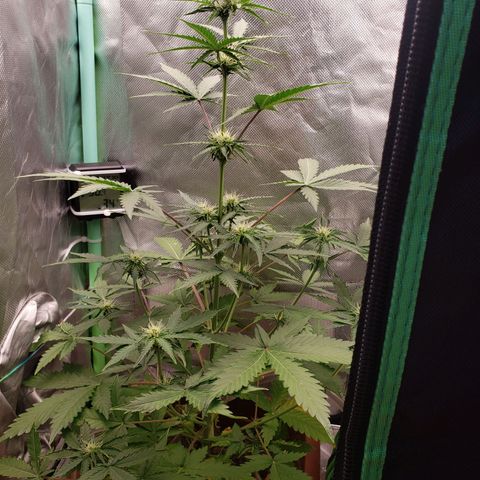 Princesa Hanira  growlog timeline photo
