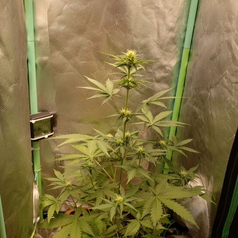 Princesa Hanira  growlog timeline photo