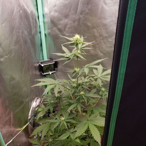 Princesa Hanira  growlog timeline photo