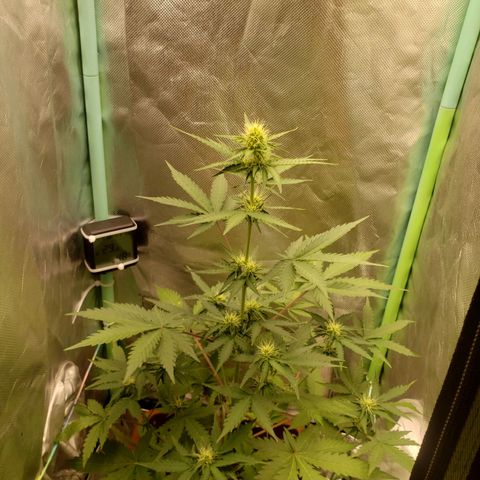 Princesa Hanira  growlog timeline photo