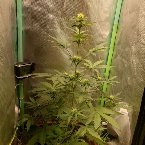 Princesa Hanira  growlog timeline photo