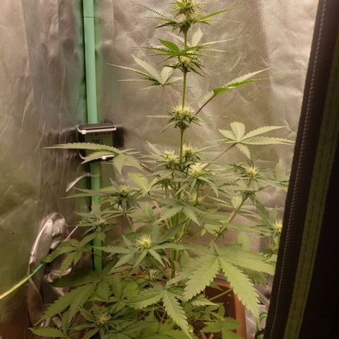 Princesa Hanira  growlog timeline photo