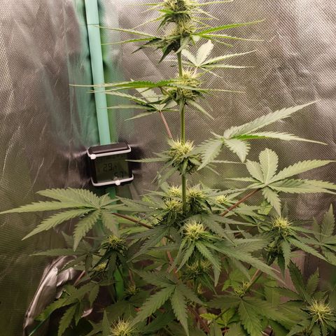 Princesa Hanira  growlog timeline photo
