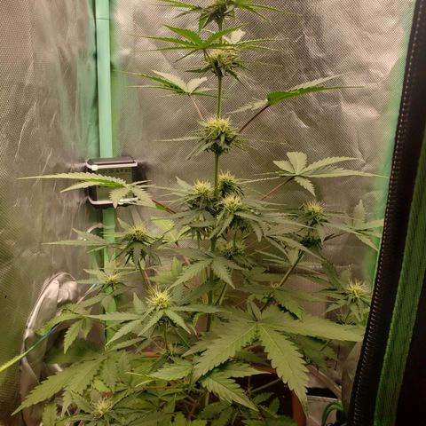 Princesa Hanira  growlog timeline photo