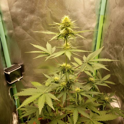 Princesa Hanira  growlog timeline photo