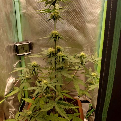 Princesa Hanira  growlog timeline photo