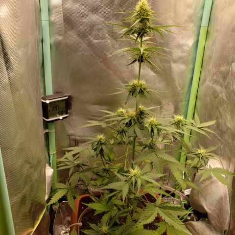 Princesa Hanira  growlog timeline photo