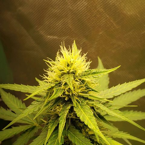 Princesa Hanira  growlog timeline photo