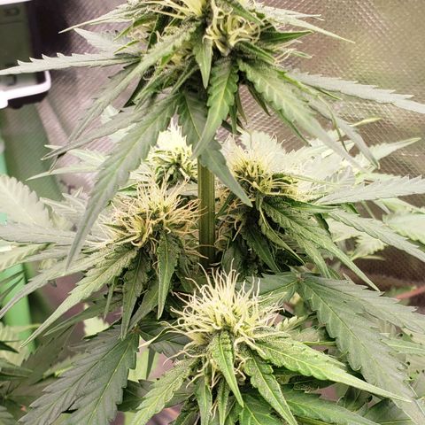 Princesa Hanira  growlog timeline photo