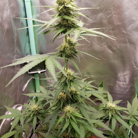 Princesa Hanira  growlog timeline photo