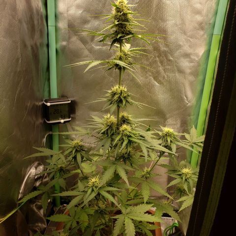 Princesa Hanira  growlog timeline photo