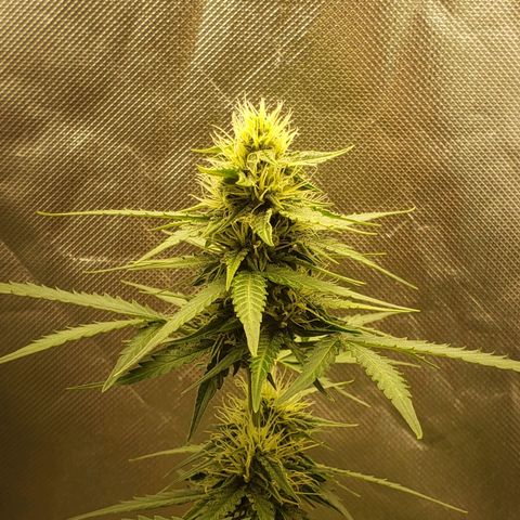 Princesa Hanira  growlog timeline photo