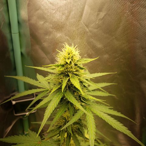 Princesa Hanira  growlog timeline photo