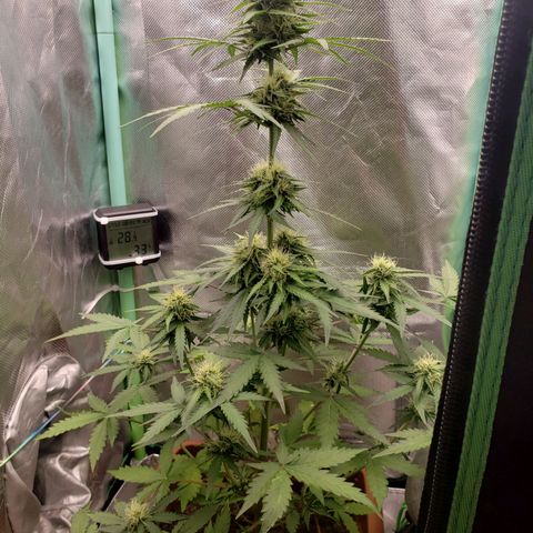 Princesa Hanira  growlog timeline photo