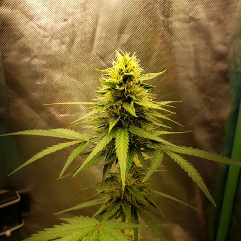 Princesa Hanira  growlog timeline photo
