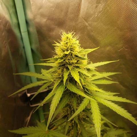 Princesa Hanira  growlog timeline photo