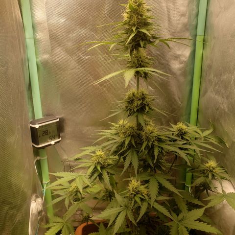 Princesa Hanira  growlog timeline photo