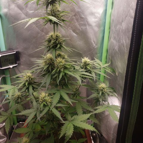 Princesa Hanira  growlog timeline photo