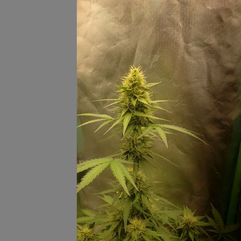 Princesa Hanira  growlog timeline photo