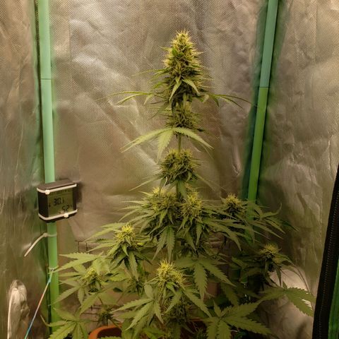 Princesa Hanira  growlog timeline photo