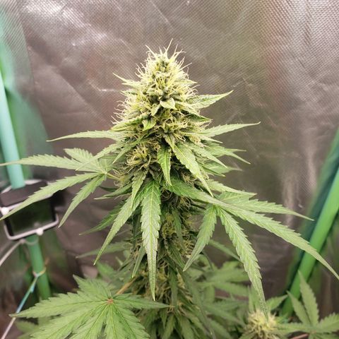 Princesa Hanira  growlog timeline photo