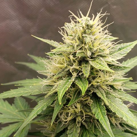Princesa Hanira  growlog timeline photo