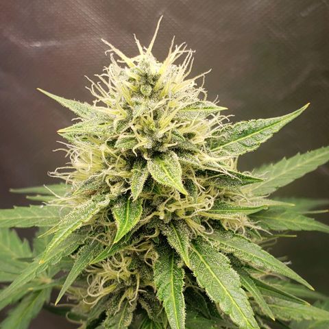 Princesa Hanira  growlog timeline photo