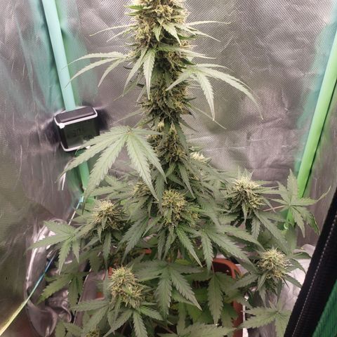 Princesa Hanira  growlog timeline photo