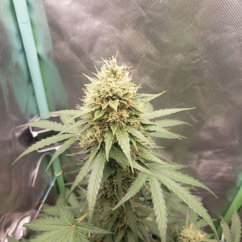 Princesa Hanira  growlog timeline photo