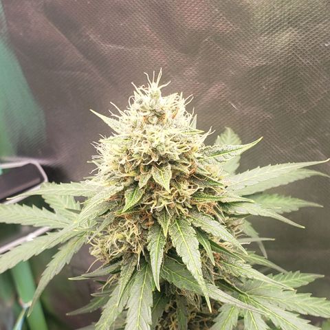 Princesa Hanira  growlog timeline photo