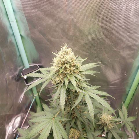 Princesa Hanira  growlog timeline photo