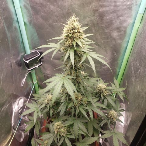 Princesa Hanira  growlog timeline photo