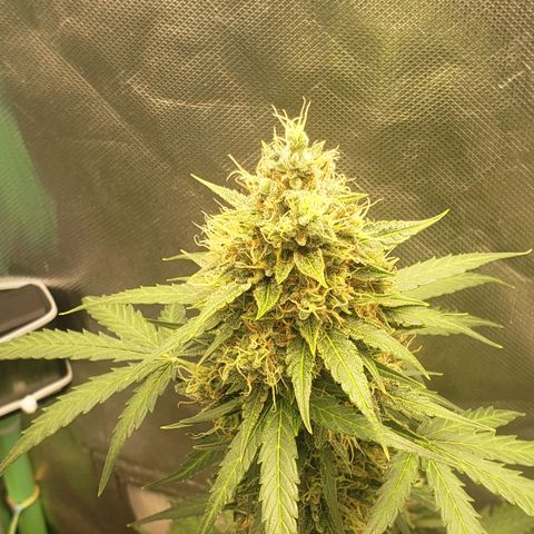 Princesa Hanira  growlog timeline photo