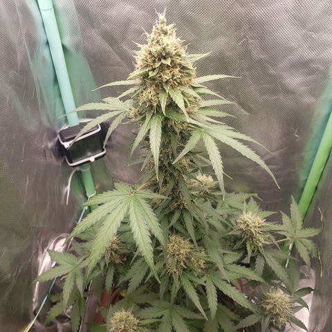 Princesa Hanira  growlog timeline photo