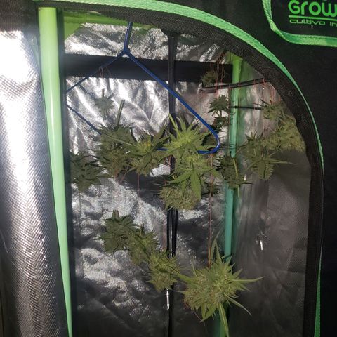 Princesa Hanira  growlog timeline photo