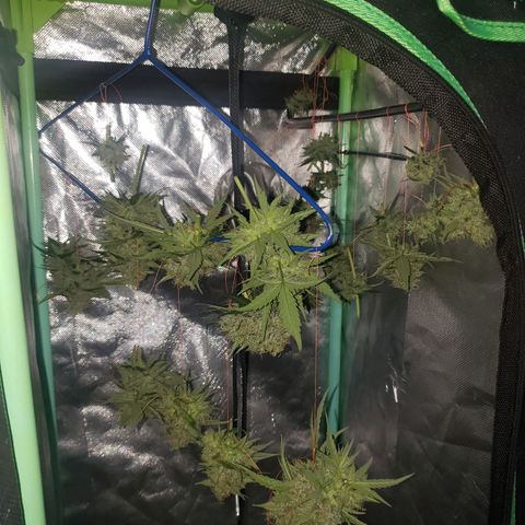 Princesa Hanira  growlog timeline photo
