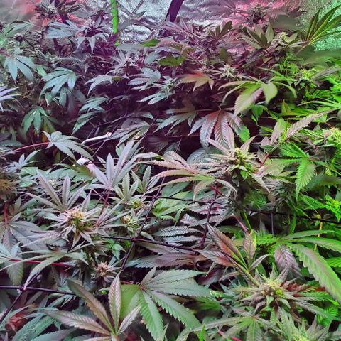 Unknown strain growlog photo