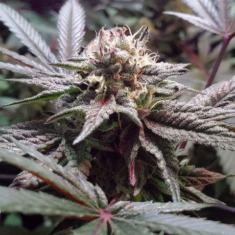 Unknown strain growlog photo