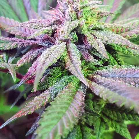 Unknown strain growlog photo