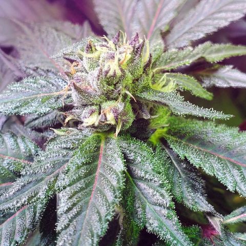 Unknown strain growlog photo