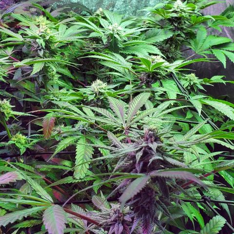 Unknown strain growlog photo