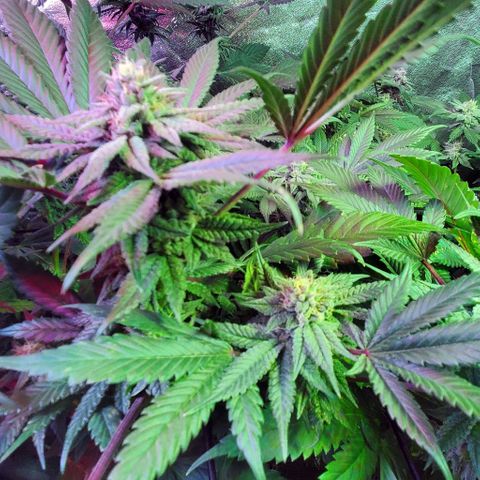 Unknown strain growlog timeline photo