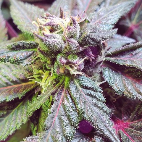 Unknown strain growlog timeline photo