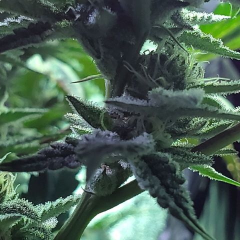 Unknown strain growlog timeline photo