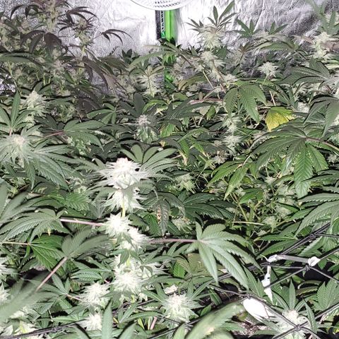 Unknown strain growlog photo: Just after lights out