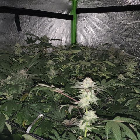 Unknown strain growlog photo: Just after lights out